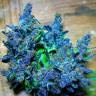 семена конопли Россия Blue feminised семена конопли Россия Blue feminised