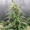 семена конопли для посадки купить Sensi Skunk x Lowryder2 (Senlow2) regular Ganja Seeds