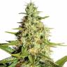 семена конопли для курения Auto Tangerine Dream feminised Barneys Farm семена конопли для курения Auto Tangerine Dream feminised Barneys Farm