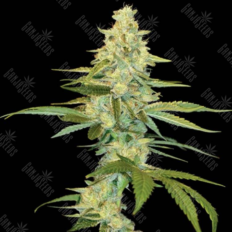 семена конопли в оригинальных упаковках Cannalope Kush feminised DNA Genetics семена конопли в оригинальных упаковках Cannalope Kush feminised DNA Genetics