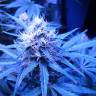 семена конопли элитных сортов Gypsy Kush feminised Kannabia Seeds семена конопли элитных сортов Gypsy Kush feminised Kannabia Seeds