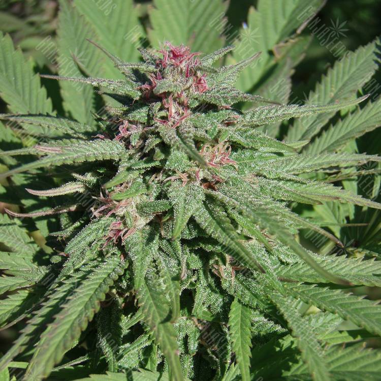 купить семена конопли Serious 6 regular Serious Seeds