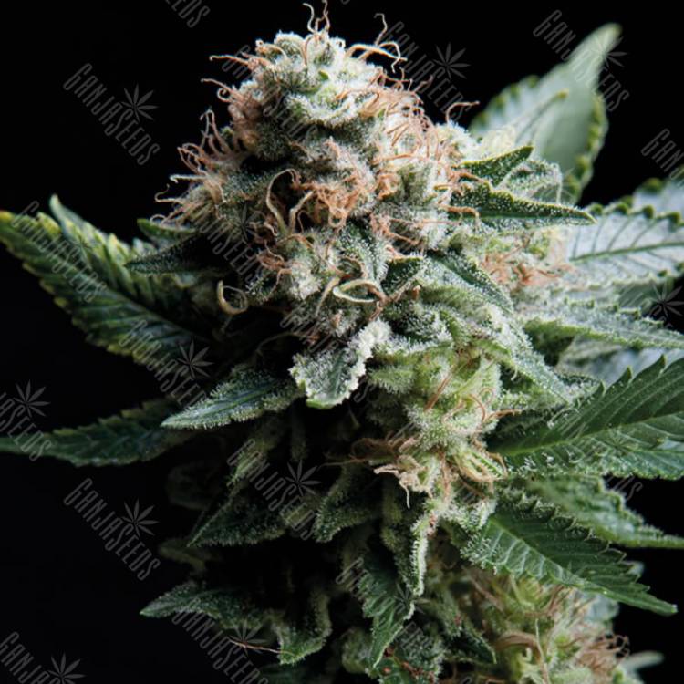 семена конопли медицинской White Widow CBD feminised Trikoma Seeds семена конопли медицинской White Widow CBD feminised Trikoma Seeds