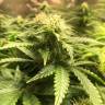 семена конопли аутдор Auto Blue Diesel regular семена конопли аутдор Auto Blue Diesel regular