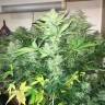 семена конопли гидропоники Auto Blue Diesel regular семена конопли гидропоники Auto Blue Diesel regular
