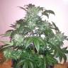 семена конопли автоцвет Auto Blue Diesel regular семена конопли автоцвет Auto Blue Diesel regular