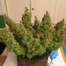 автоцветущие семена конопли Auto Blue Diesel regular автоцветущие семена конопли Auto Blue Diesel regular