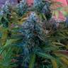 заказ семян конопли Blue Mango feminised заказ семян конопли Blue Mango feminised