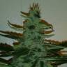 Auto Buddha Syrup feminised Buddha Seeds Auto Buddha Syrup feminised Buddha Seeds