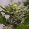 семена конопли курьером Argali feminised Bang Seeds семена конопли курьером Argali feminised Bang Seeds