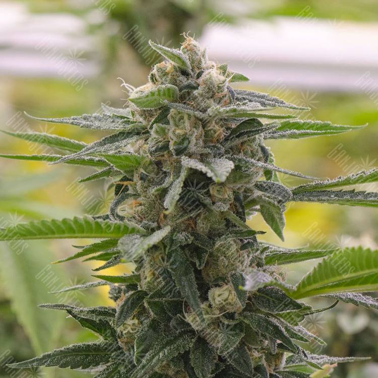 семена конопли в интернете Argali feminised Bang Seeds семена конопли в интернете Argali feminised Bang Seeds