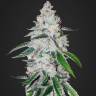семена конопли марихуаны Auto Zkittlez OG feminised Barneys Farm семена конопли марихуаны Auto Zkittlez OG feminised Barneys Farm