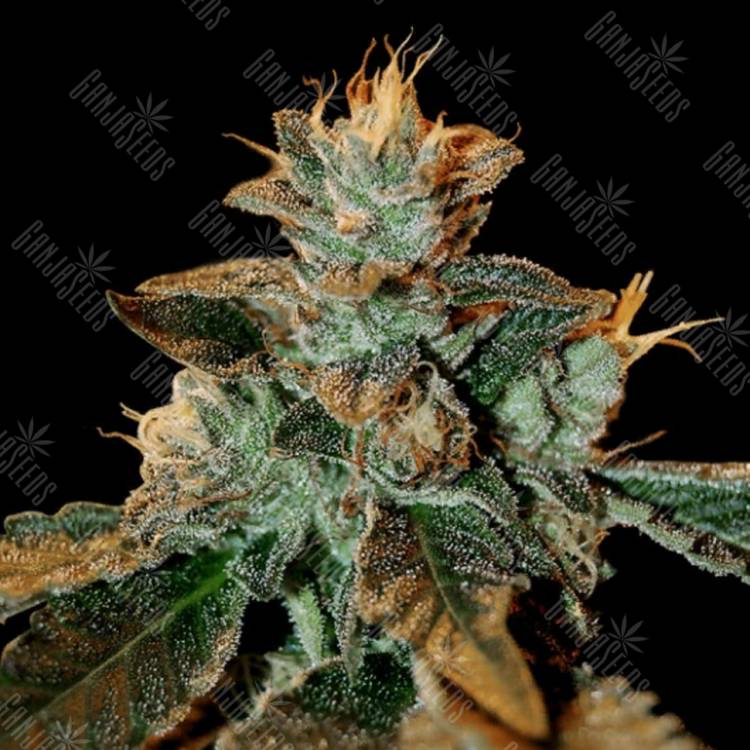 купить семена конопли Cataract Kush feminised DNA Genetics купить семена конопли Cataract Kush feminised DNA Genetics