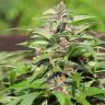семена конопли в России Red Purps feminised Female Seeds