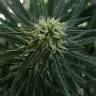 семена конопли дешево Gelato-K feminised Kannabia Seeds семена конопли дешево Gelato-K feminised Kannabia Seeds