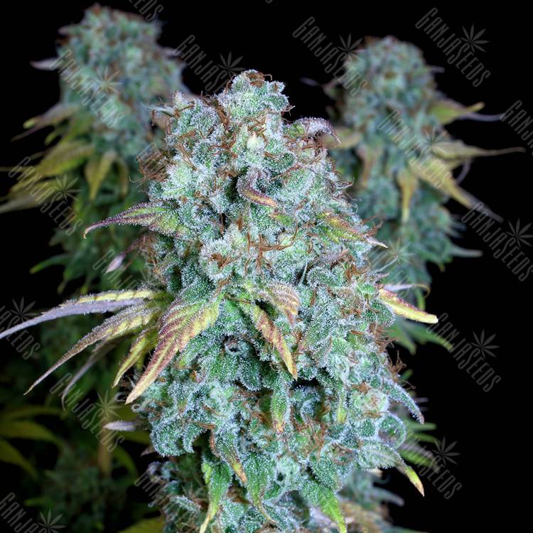 семена конопли Serious Happiness regular Serious Seeds семена конопли Serious Happiness regular Serious Seeds