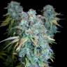 семена конопли Serious Happiness regular Serious Seeds семена конопли Serious Happiness regular Serious Seeds