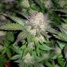 семена конопли элитных сортов Auto Critical CBD feminised семена конопли элитных сортов Auto Critical CBD feminised