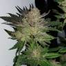 семена конопли марихуаны Auto Critical CBD feminised семена конопли марихуаны Auto Critical CBD feminised
