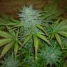 семена конопли для выращивания Auto Buddha White Dwarf feminised Buddha Seeds семена конопли для выращивания Auto Buddha White Dwarf feminised Buddha Seeds