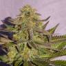 семена конопли интернет магазин Kreamy Karamel feminised Kannabia Seeds