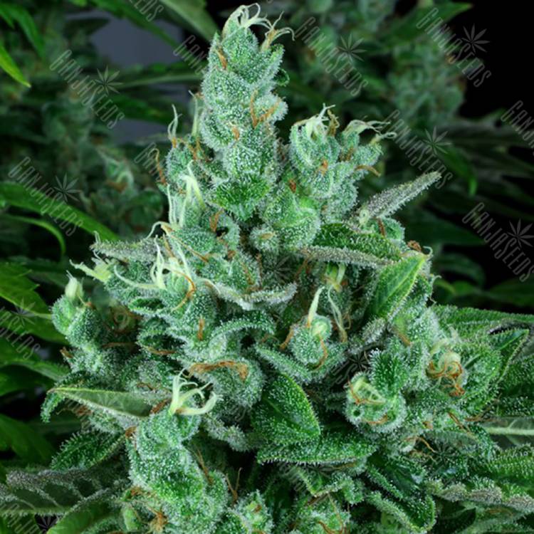 семена культурной конопли купить Kandy Kush regular Reserva Privada семена культурной конопли купить Kandy Kush regular Reserva Privada