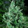 семена культурной конопли купить Kandy Kush regular Reserva Privada семена культурной конопли купить Kandy Kush regular Reserva Privada