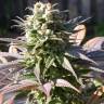 хорошие семена конопли Warlock regular Serious Seeds хорошие семена конопли Warlock regular Serious Seeds