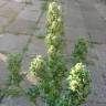 Семена марихуаны недорого Auto Blow Mind feminised GanjaLiveSeeds Семена марихуаны недорого Auto Blow Mind feminised GanjaLiveSeeds