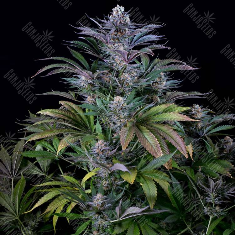 семена конопли с доставкой Silver Haze feminised семена конопли с доставкой Silver Haze feminised