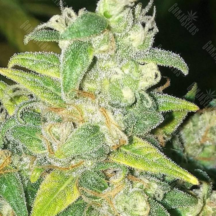 купить онлайн семена конопли мощных сортов Auto Durban Poison feminised купить онлайн семена конопли мощных сортов Auto Durban Poison feminised