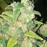 купить онлайн семена конопли мощных сортов Auto Durban Poison feminised купить онлайн семена конопли мощных сортов Auto Durban Poison feminised