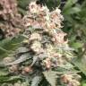 качественные семена конопли для выращивания Auto Durban Poison feminised качественные семена конопли для выращивания Auto Durban Poison feminised