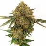 автоцветущие семена конопли Auto Durban Poison feminised автоцветущие семена конопли Auto Durban Poison feminised