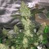 семена конопли в интернете Auto LSD feminised Barneys Farm