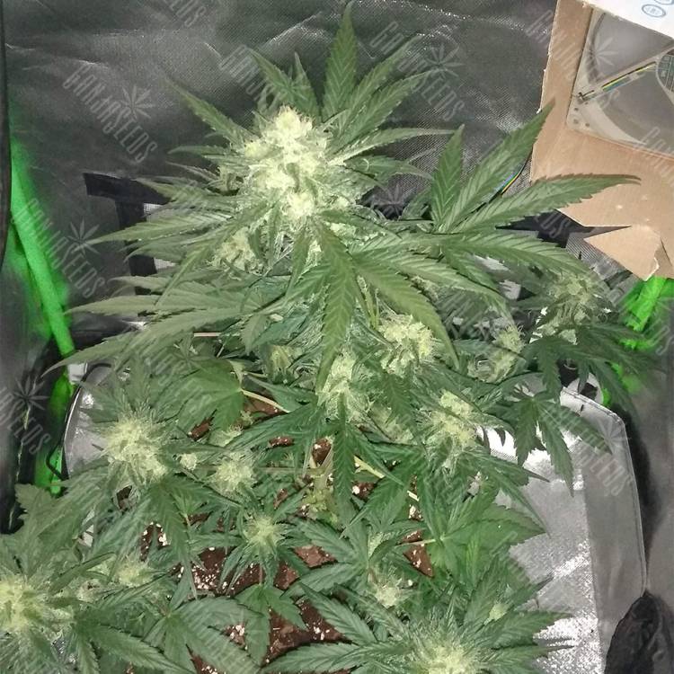 семена конопли lsd Auto LSD feminised Barneys Farm