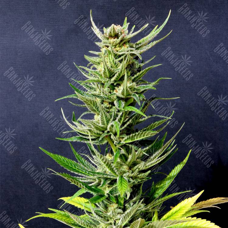 качественные семена конопли Karibbean Mango feminised Kannabia Seeds качественные семена конопли Karibbean Mango feminised Kannabia Seeds