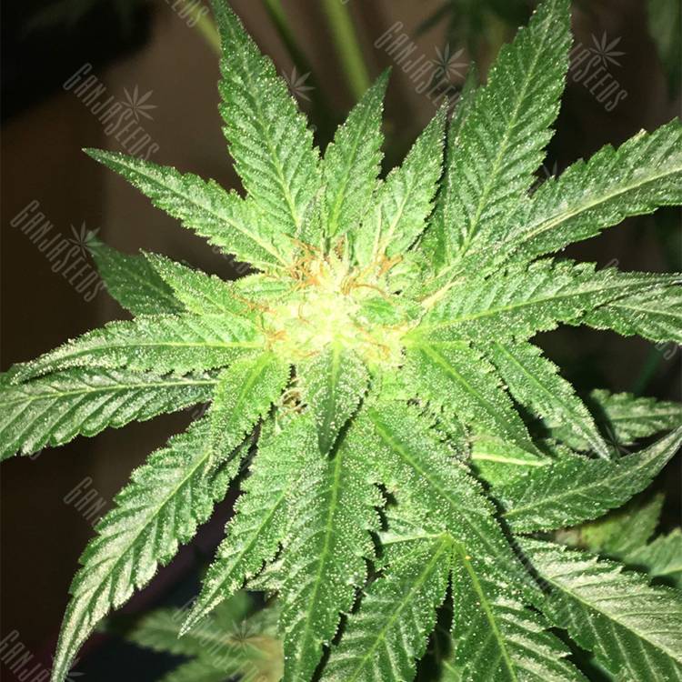 семена конопли для посадки купить Kosher Kush regular Reserva Privada семена конопли для посадки купить Kosher Kush regular Reserva Privada