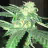 семена конопли медицинской Kosher Kush regular Reserva Privada семена конопли медицинской Kosher Kush regular Reserva Privada