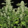 заказ семян конопли Спб White Russian regular Serious Seeds заказ семян конопли Спб White Russian regular Serious Seeds