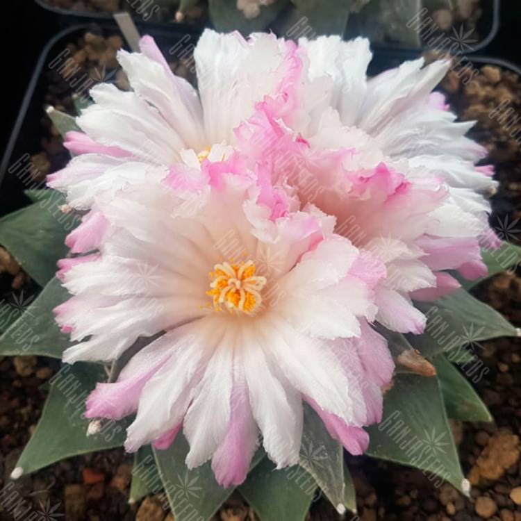 Семена кактуса Ariocarpus retusus var. furfuraceus Семена кактуса Ariocarpus retusus var. furfuraceus