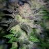 семена конопли элитных сортов Auto Critical + regular семена конопли элитных сортов Auto Critical + regular