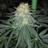 заказать качественные семена конопли Kritikal-K feminised Kannabia Seeds заказать качественные семена конопли Kritikal-K feminised Kannabia Seeds