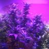 семена конопли в оригинальных упаковках Blue Mystic regular Nirvana Seeds семена конопли в оригинальных упаковках Blue Mystic regular Nirvana Seeds
