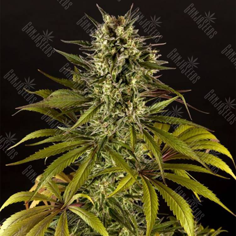 семена конопли медицинской Spicy CBD (Super Juani) feminised Philosopher Seeds семена конопли медицинской Spicy CBD (Super Juani) feminised Philosopher Seeds