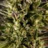 семена конопли марихуаны Spicy CBD (Super Juani) feminised Philosopher Seeds семена конопли марихуаны Spicy CBD (Super Juani) feminised Philosopher Seeds