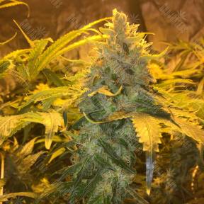 Grapefruit Diesel feminised Ganja Seeds