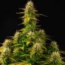 семена конопли с доставкой Auto Girl Scout Cookies feminised семена конопли с доставкой Auto Girl Scout Cookies feminised