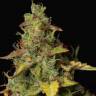 качественные семена конопли Auto Girl Scout Cookies feminised качественные семена конопли Auto Girl Scout Cookies feminised