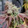 доставка семян конопли по москве Auto Girl Scout Cookies feminised доставка семян конопли по москве Auto Girl Scout Cookies feminised